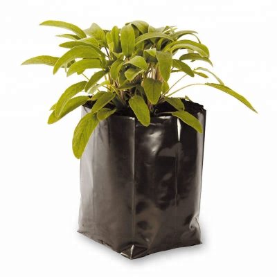Wholesale black plastic plant bag to Grow Seeds for Starting to Pro  Planters 